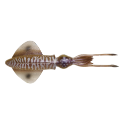 Savage Gear 3D Swim Squid 18 calamaro artificiale