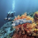 MixPro Hvit