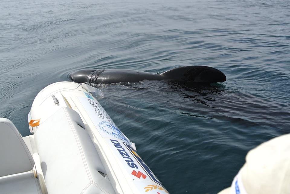 Sergio Davì navigazione in gommone