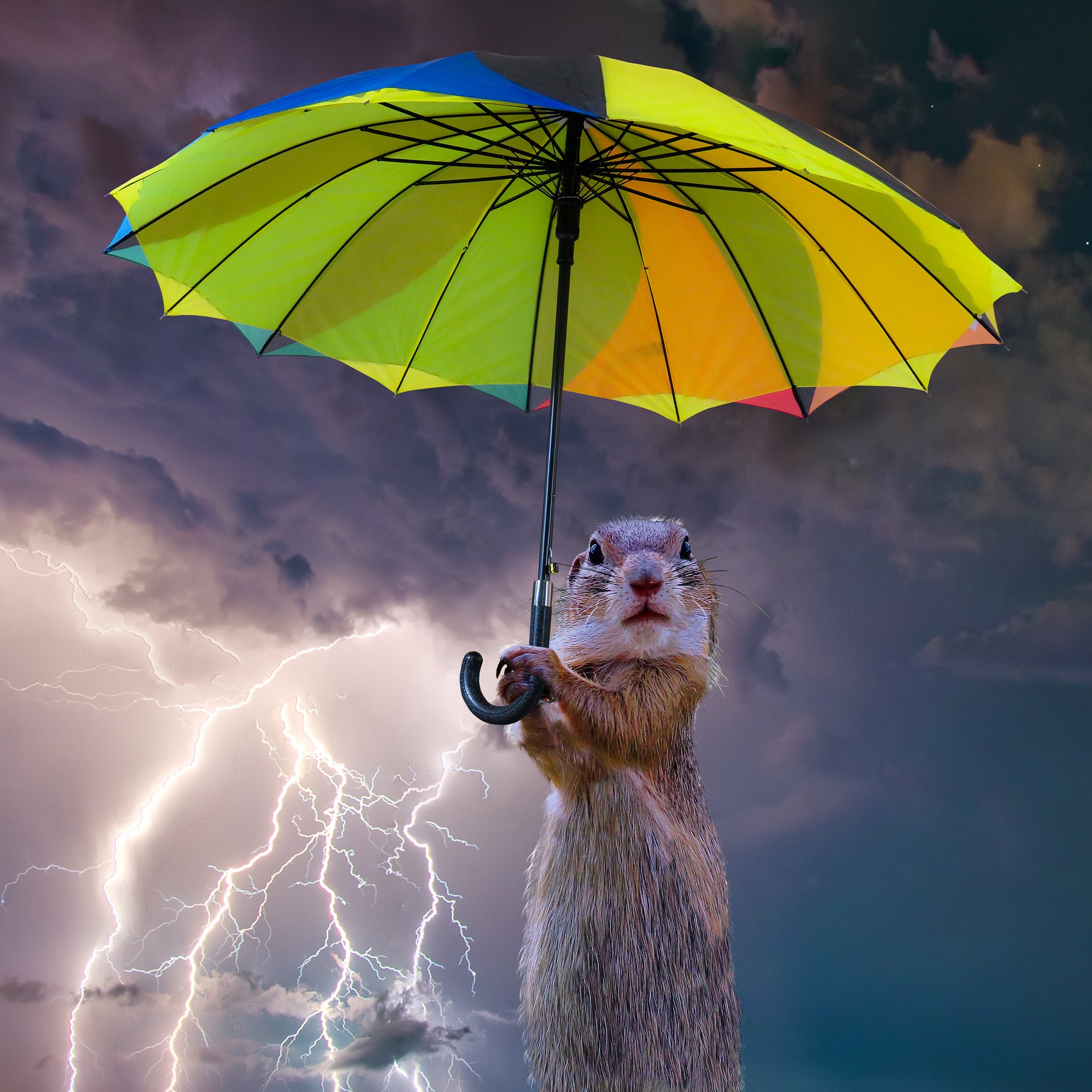 И в любых погодных. Под зонтиком. Животные под зонтиком. Животное под зонтом. Дождливое настроение.
