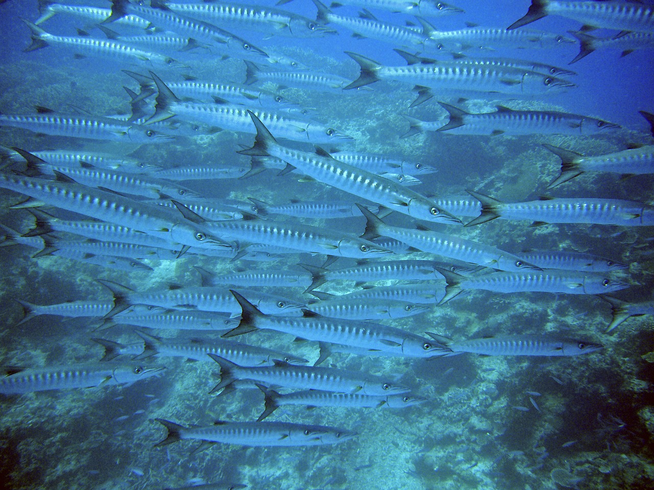 pesca al barracuda dalla barca