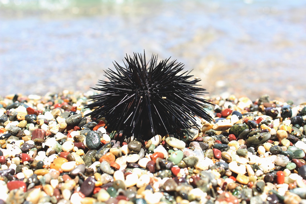 puntura riccio di mare