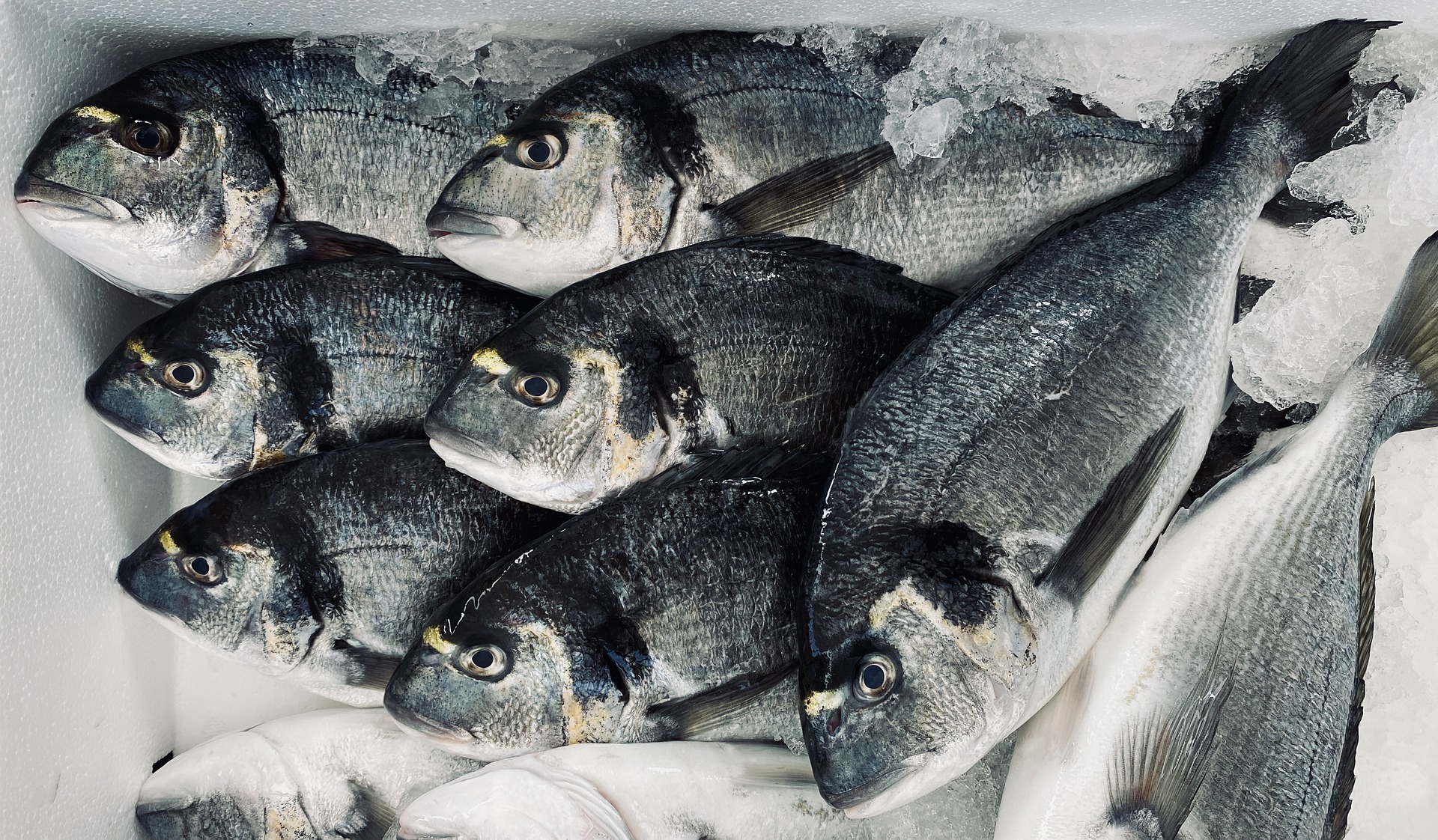 come scegliere la canna da pesca per l'orata