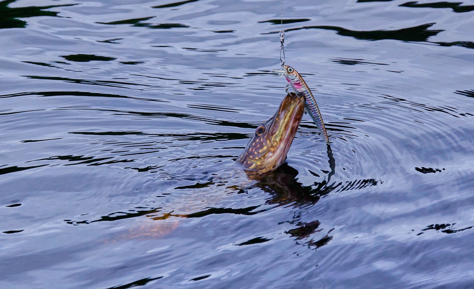 divieto di pesca al luccio 2022