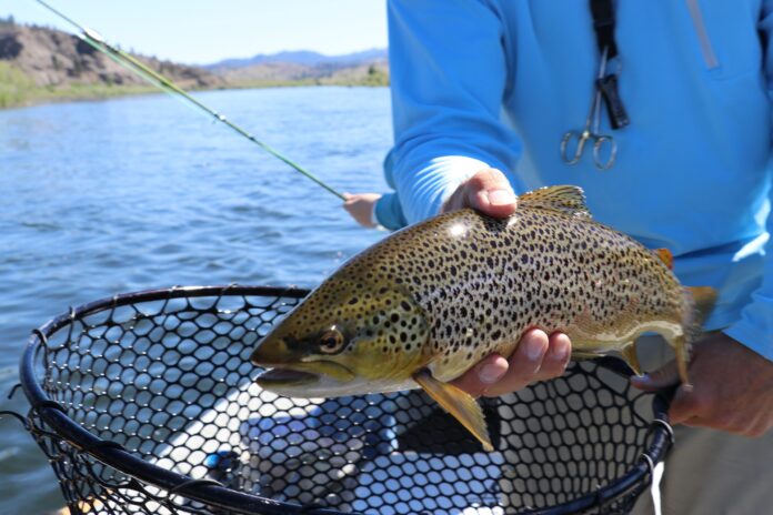 Esche per la pesca alla trota