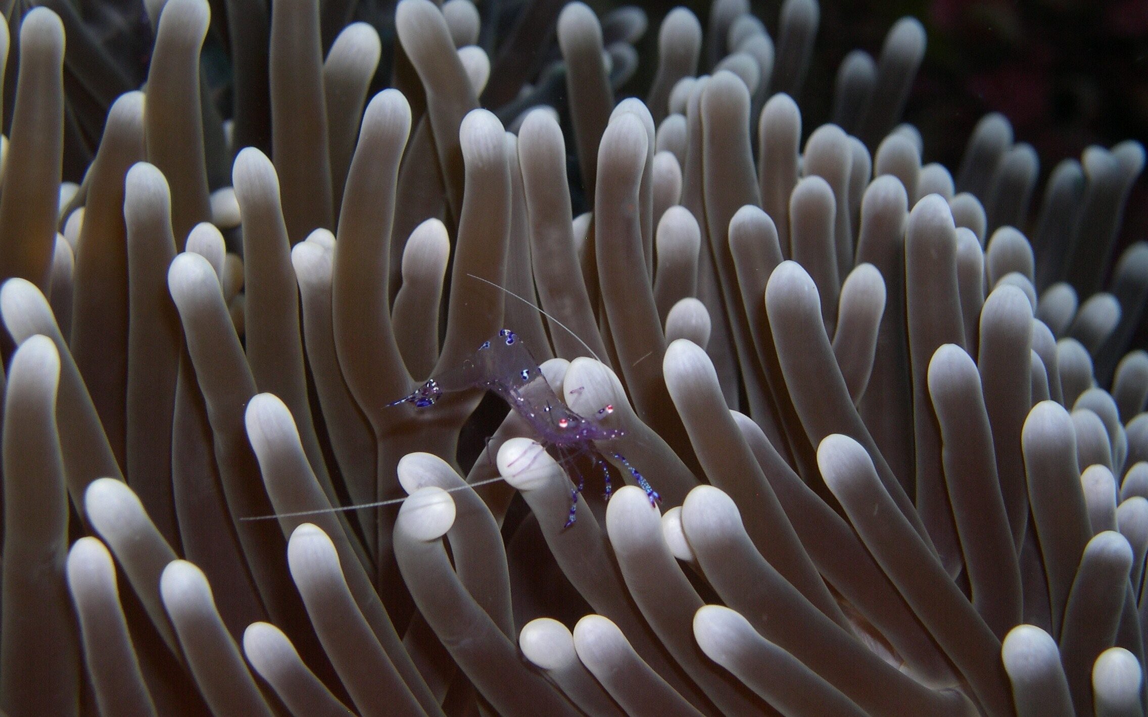 I crostacei sono alcune delle esche vive più comuni per le orate