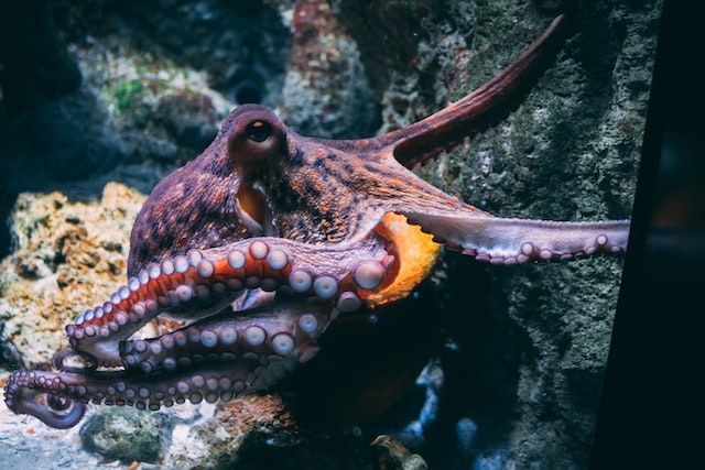 Migliori totanare per calamari e seppie