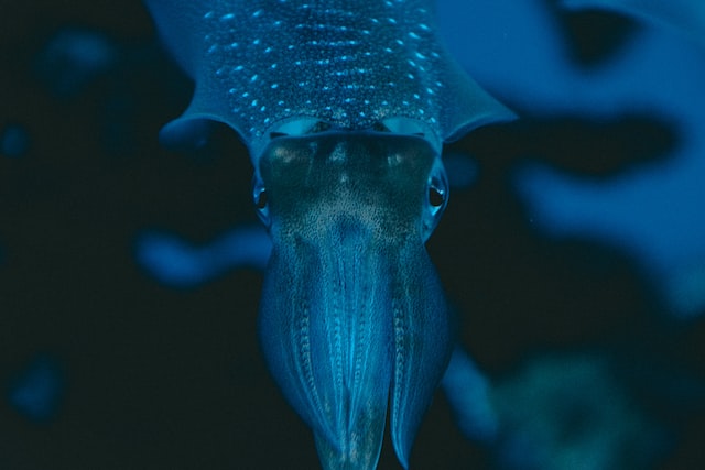 Migliori totanare per calamari e seppie