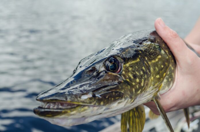 consigli per la pesca al luccio