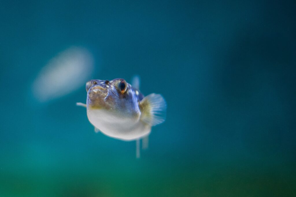 Il pesce palla argentato contiene una tossina mortale in diverse parti del suo corpo. 