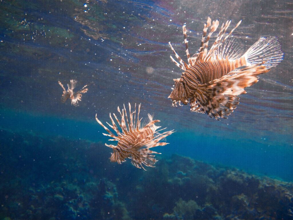 Il pesce scorpione è originario del Mar Rosso e ha un veleno molto potente negli aculei. 