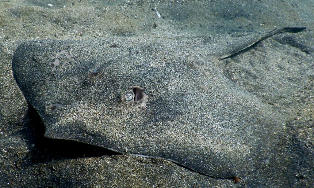 Il trigone è un pesce da fondale, dotato di una coda con un aculeo velenoso che usa per difendersi.