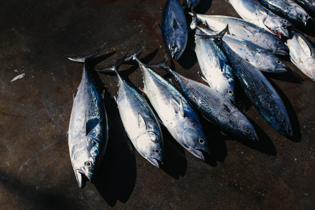 I tonni sono la preda principale che si pesca nel drifting.