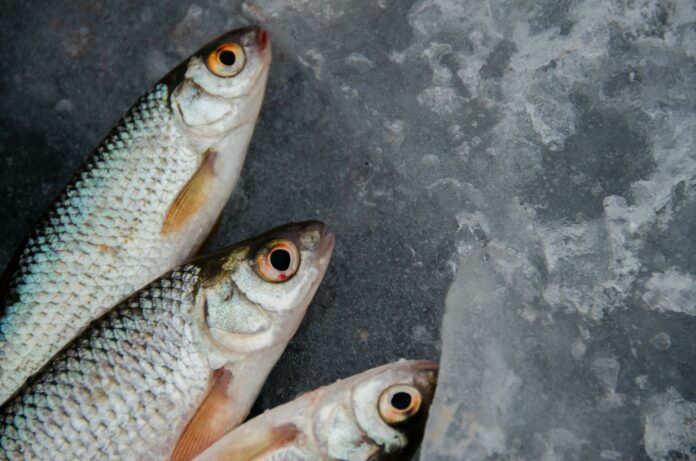 Scopri come conservare al meglio il pesce appena pescato