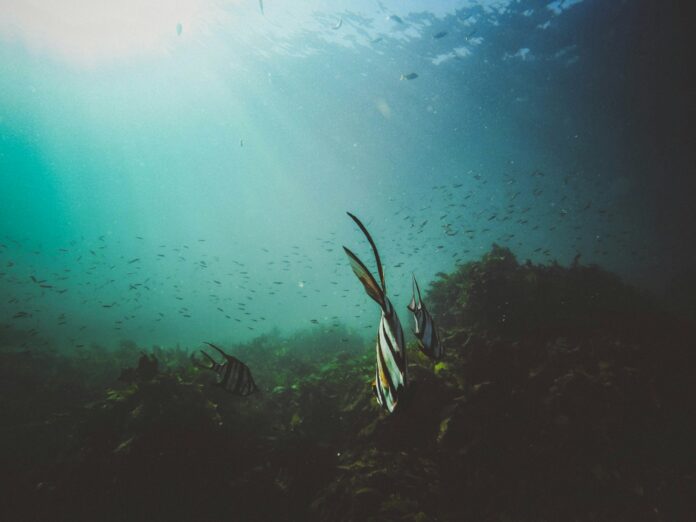 ancorare senza danneggiare il fondale marino: ecco come fare